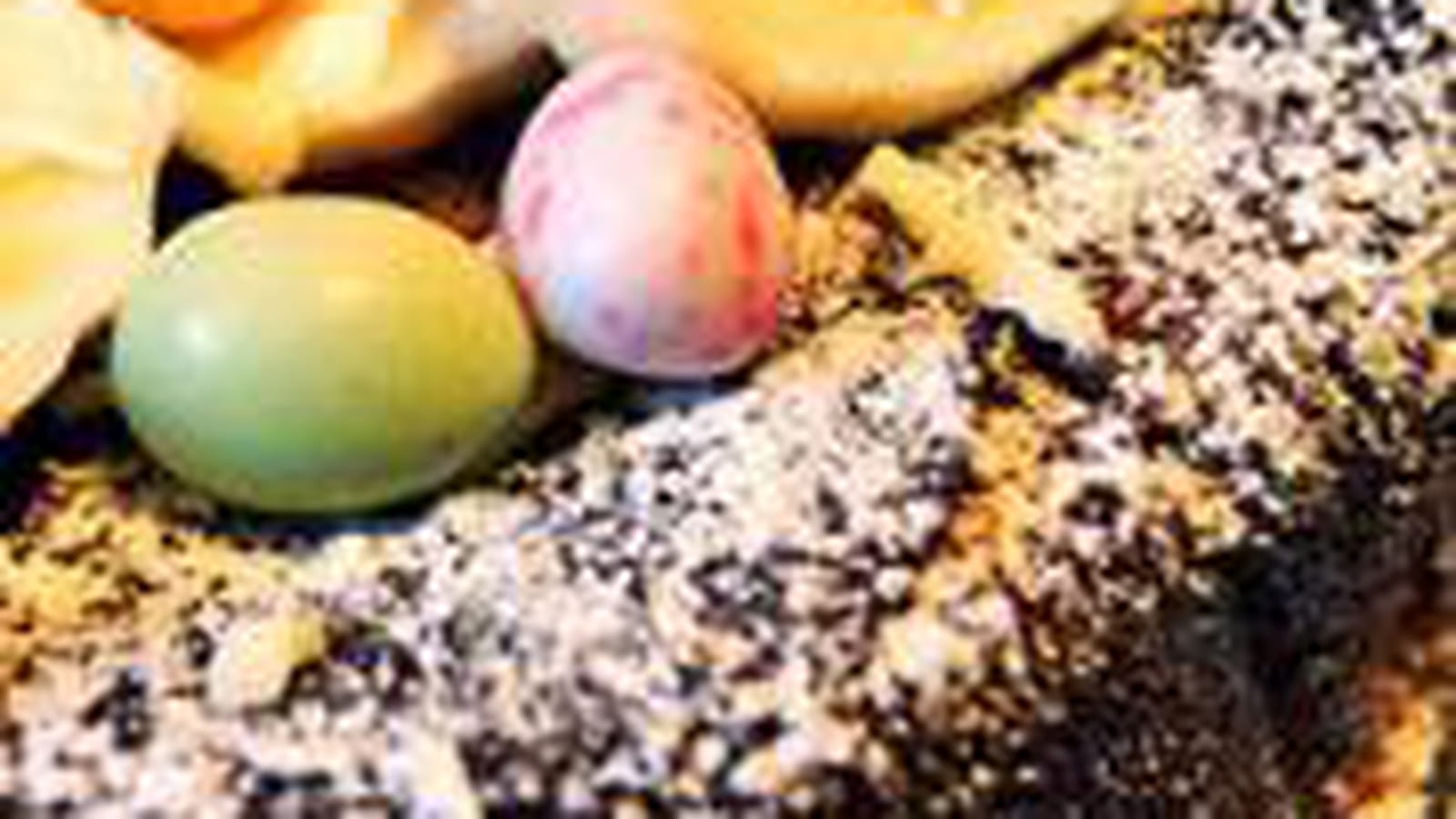 Pudding de brioche à la noix de coco