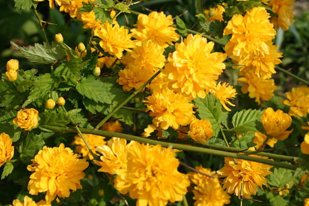 Des dizaines de soleils jaunes