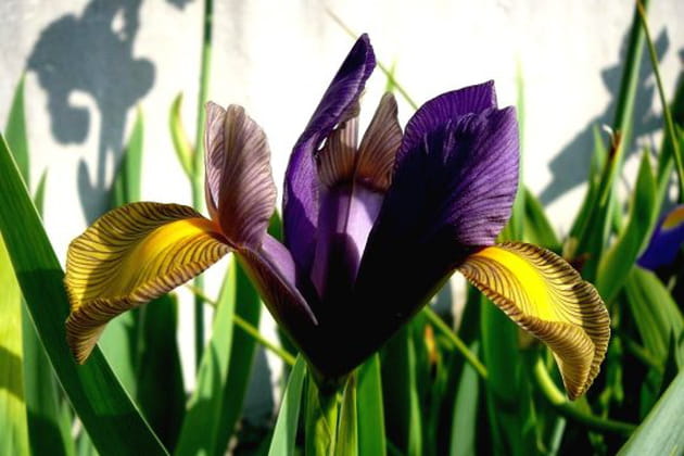 Des iris colorés