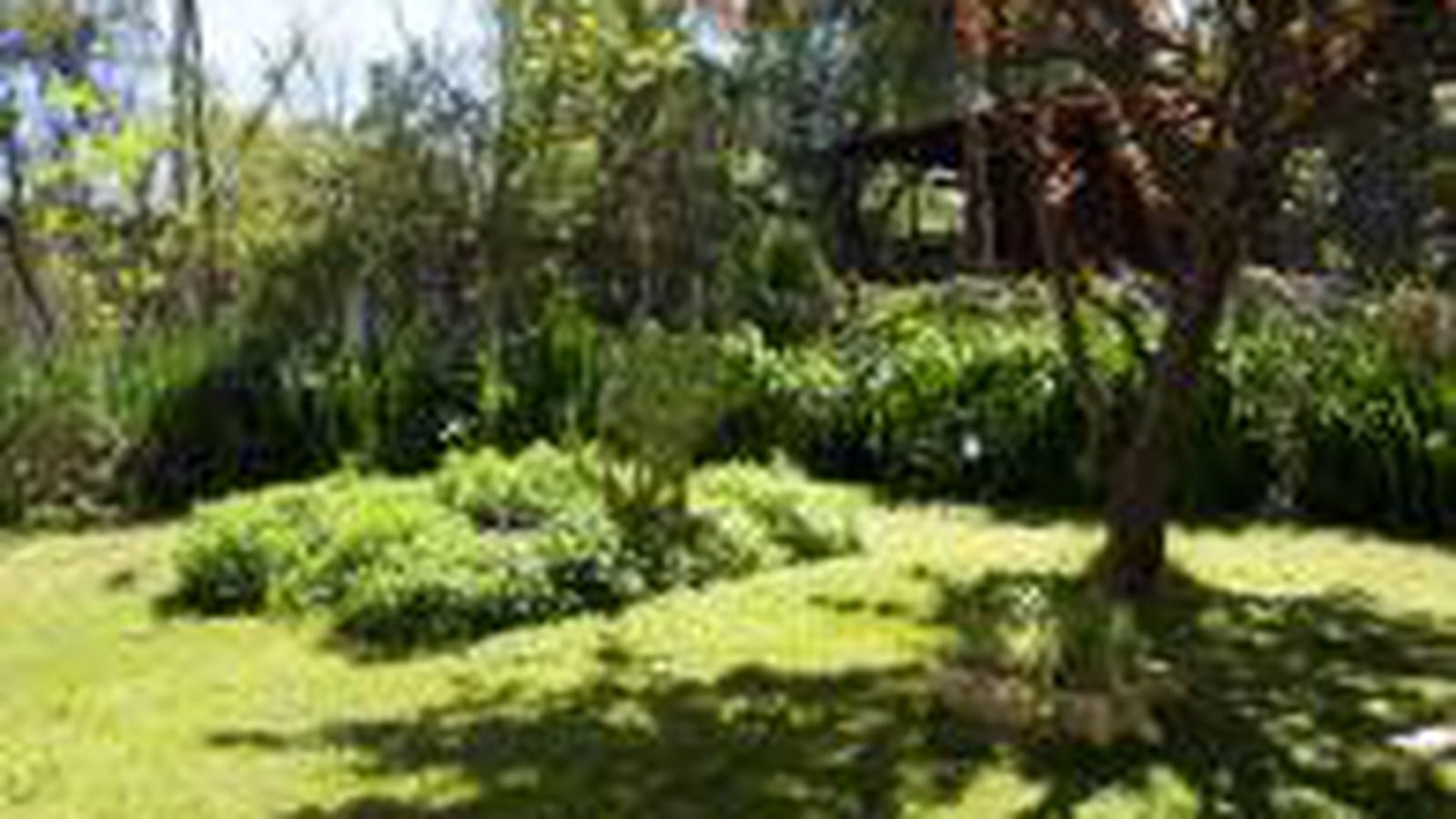 Arbres