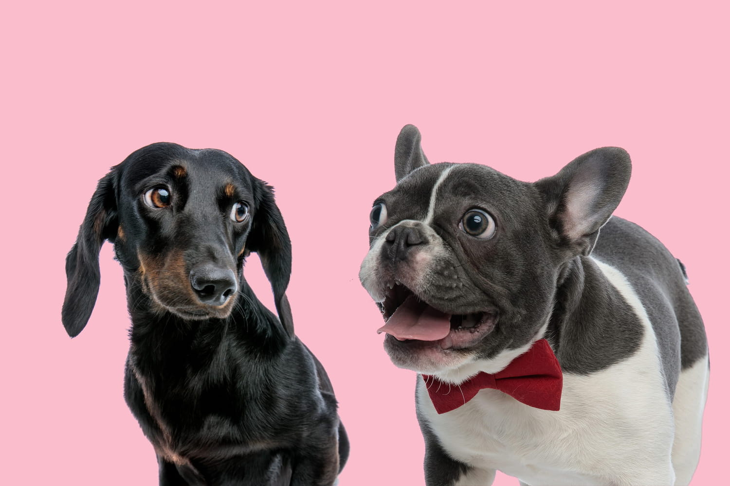 a new law could soon make these beloved breeds disappear