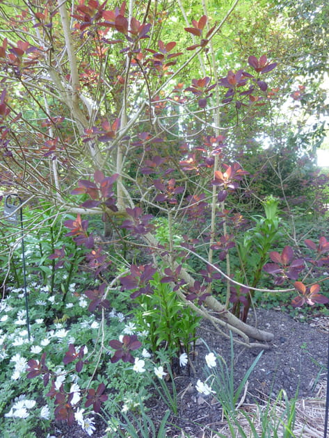 Cotinus et an&eacute;mones