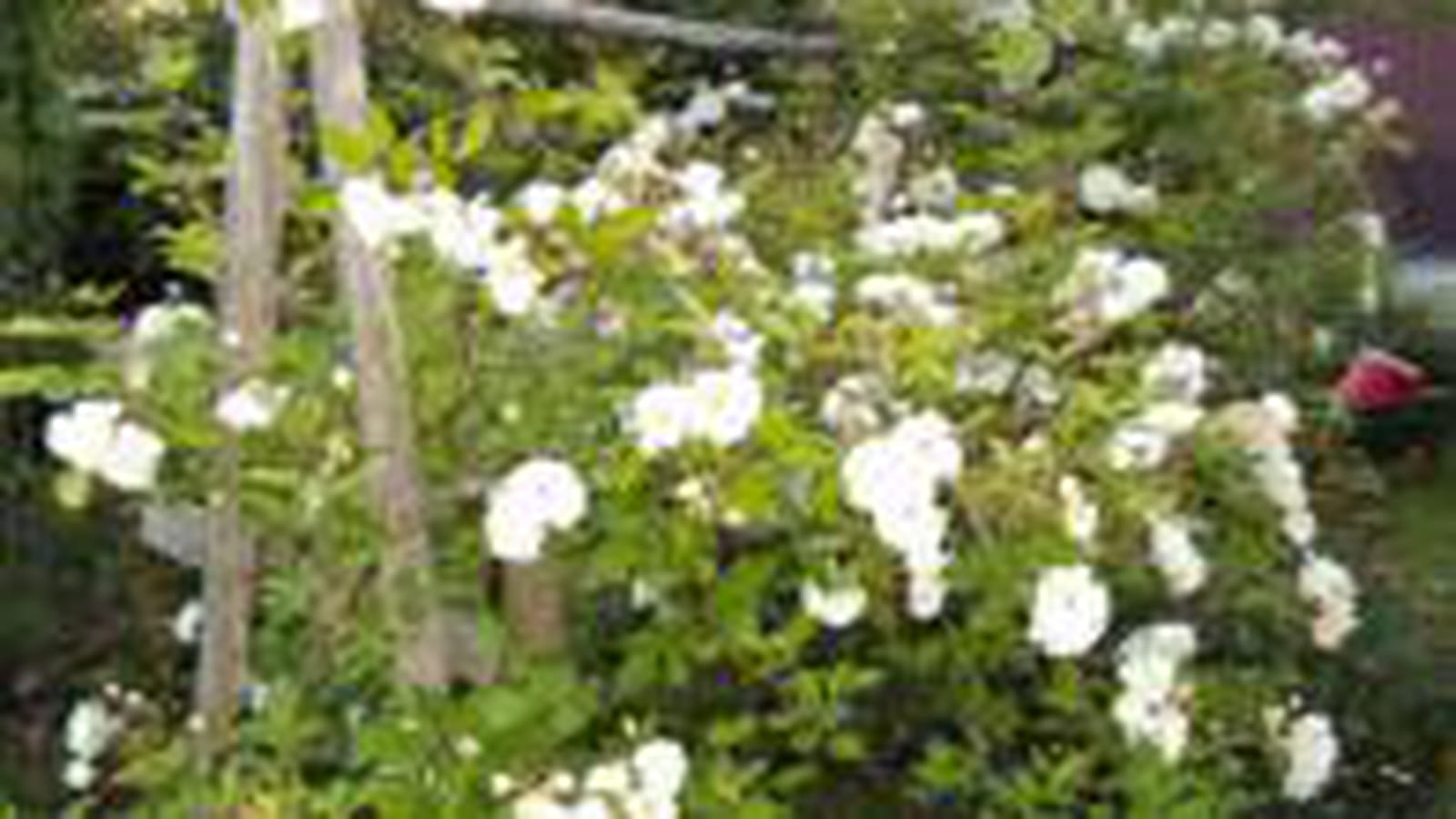 Rosiers grimpants