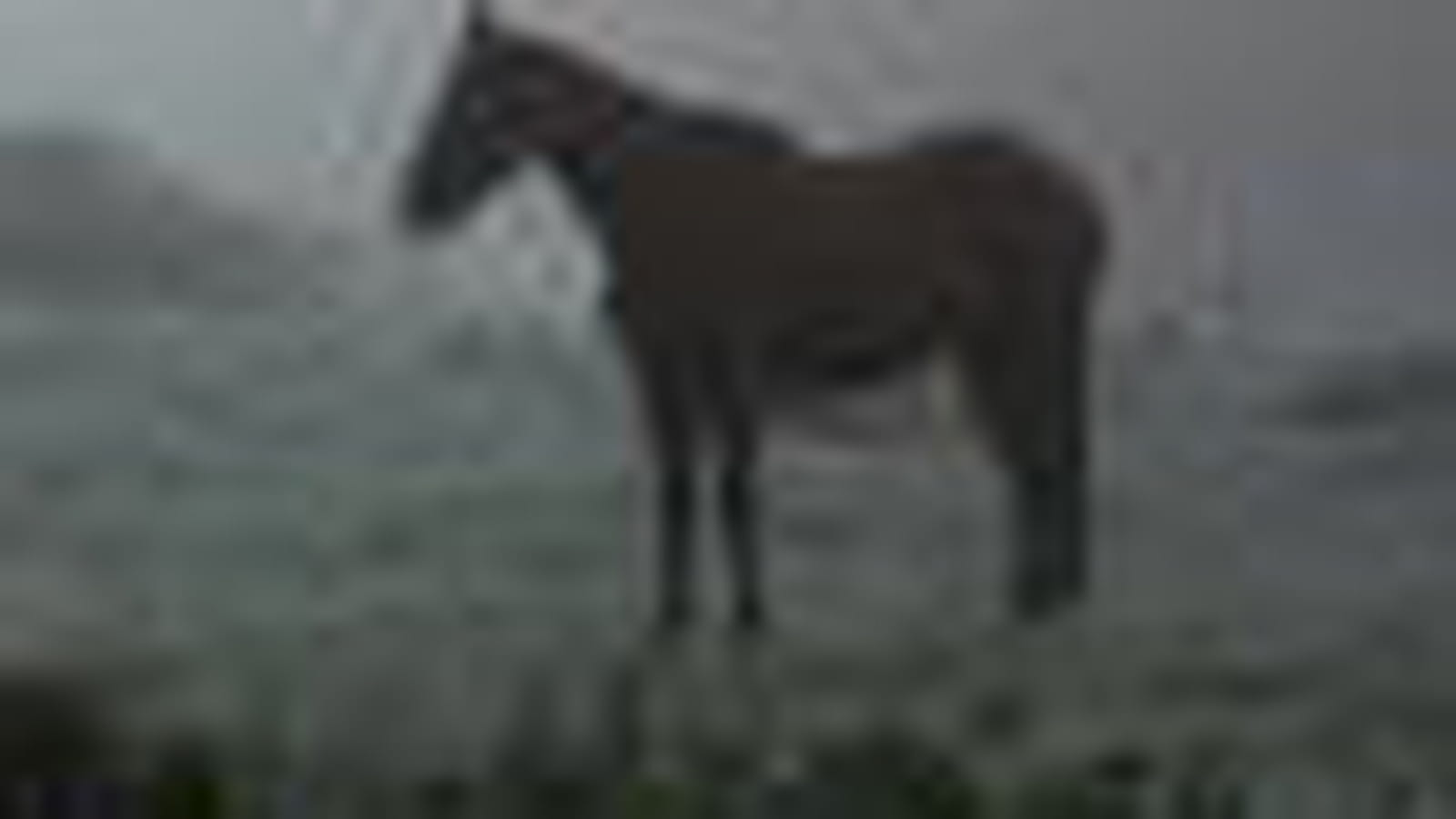 La silhouette du cheval