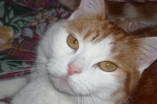 Vanylle une vraie star