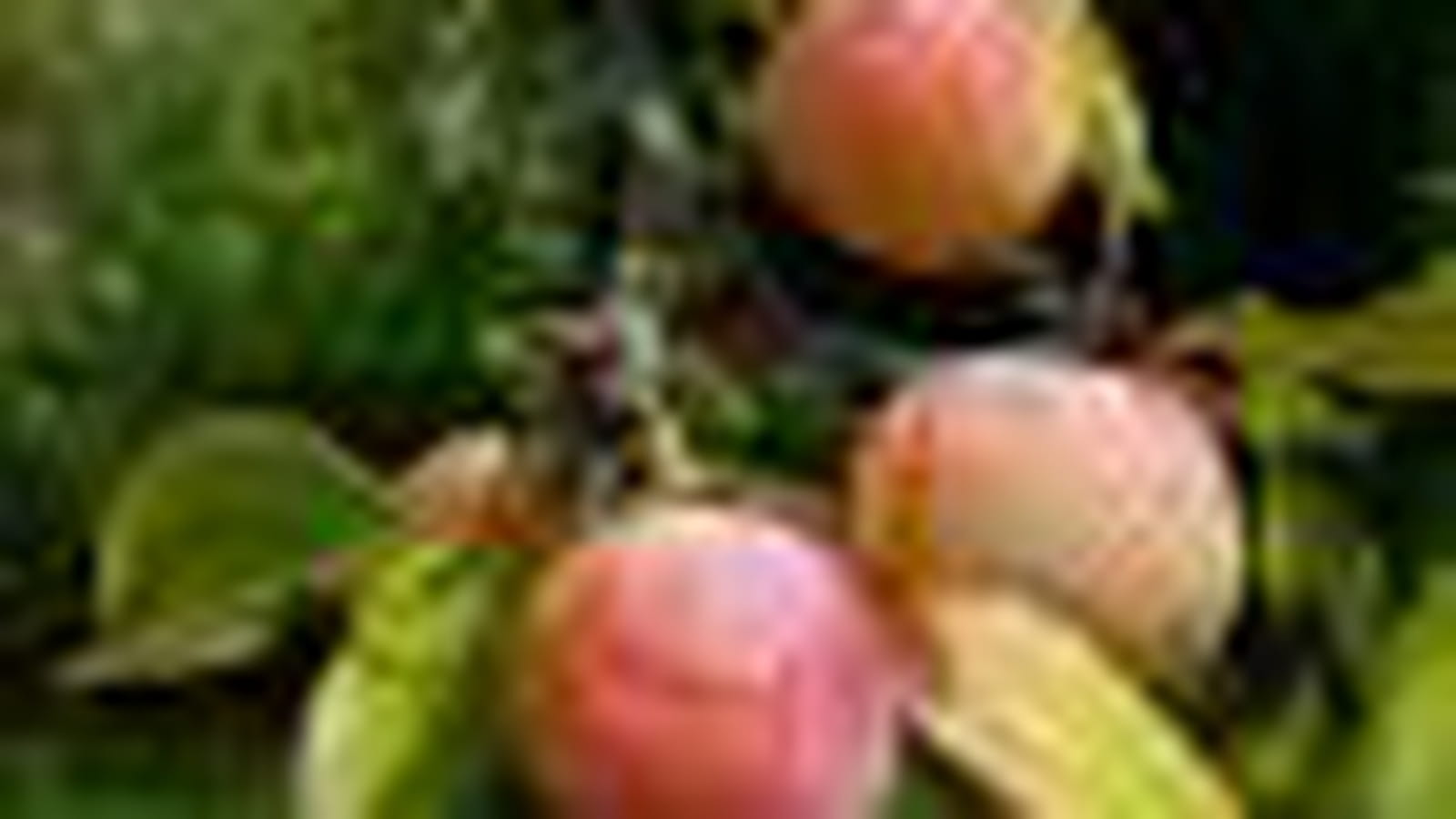 Mirabelles de Nancy