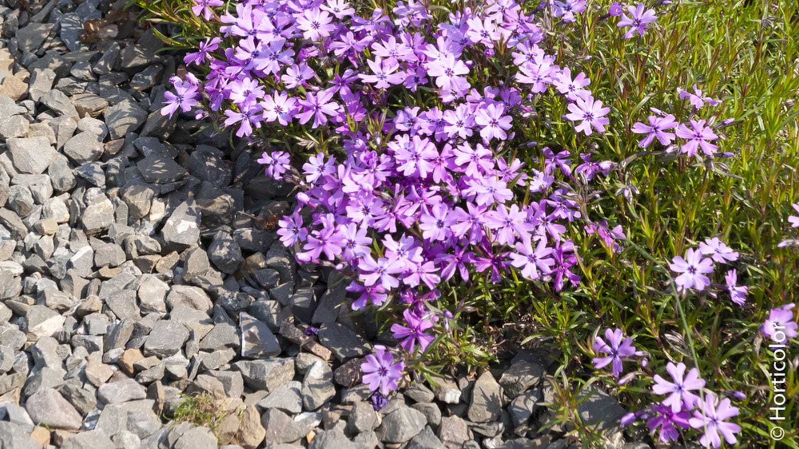 Phlox rampant Purple Beauty