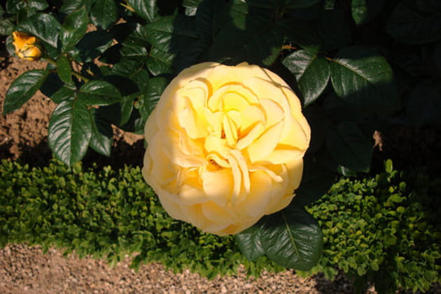 Rose &eacute;clatante de beaut&eacute;