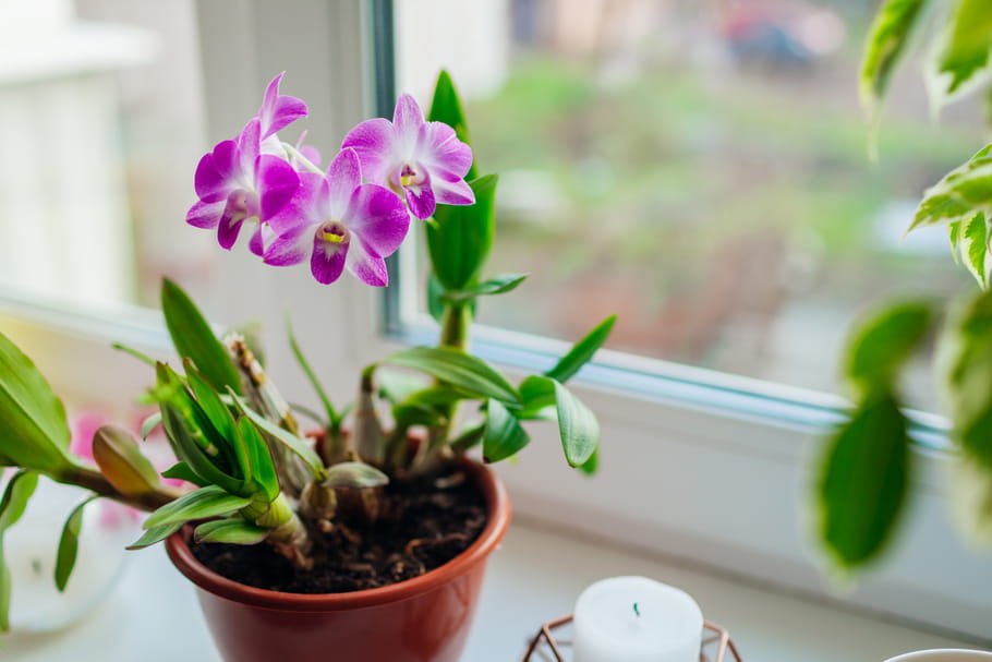 Dendrobium