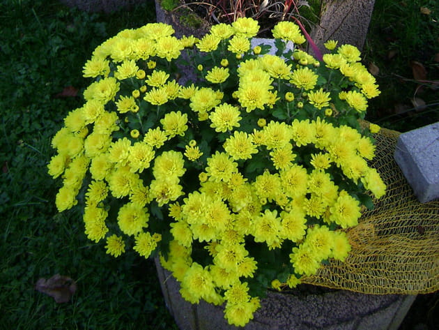 Bouquet de chrysanthèmes