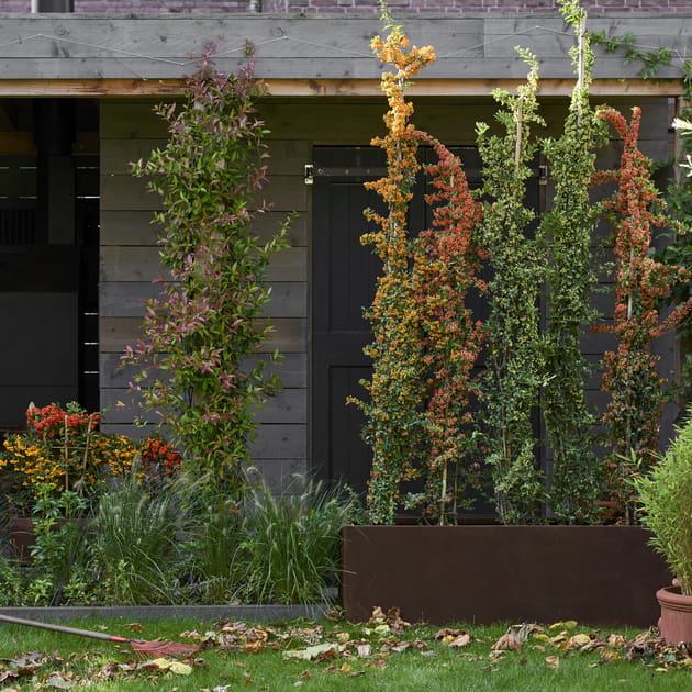 Des buissons ardents