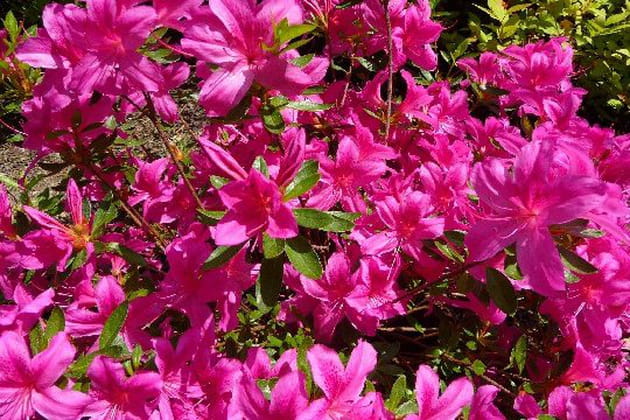 Les couleurs flamboyantes des azalées