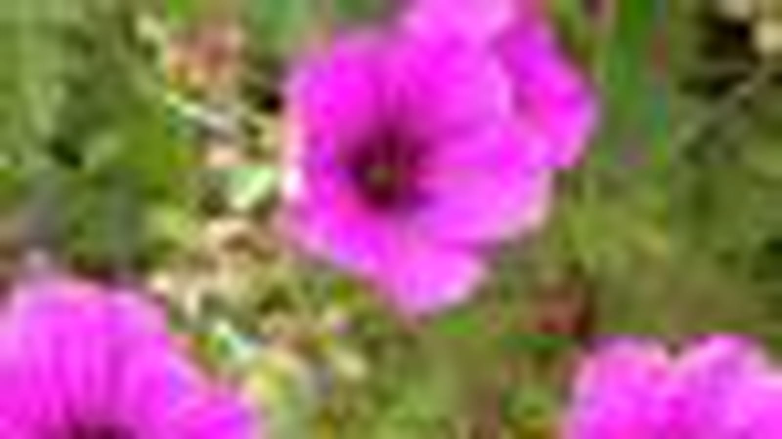 Geranium psilostemon