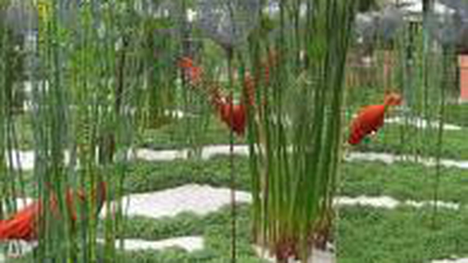 Danse des Ibis rouges
