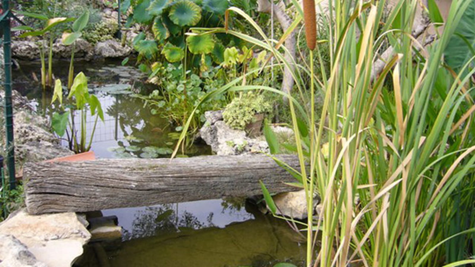 Pont tronc de bois