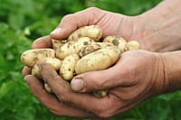 pictopomme de terre pompadour