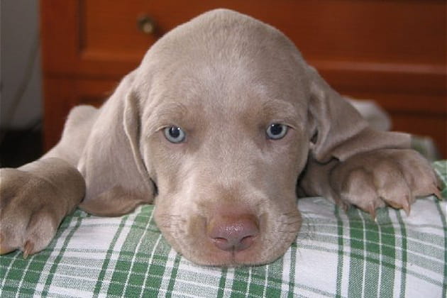 Un curieux aux yeux bleus