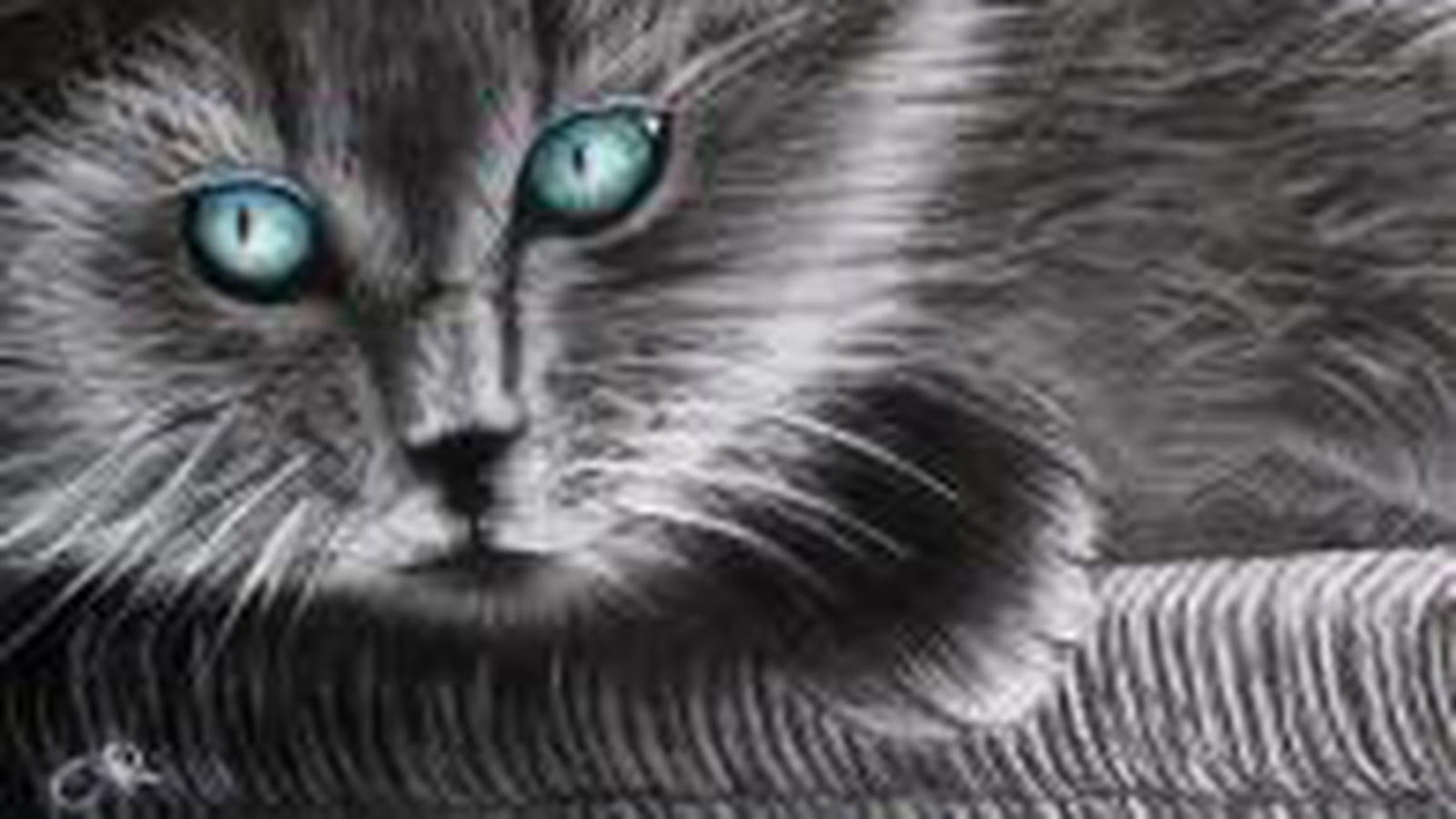 Chat