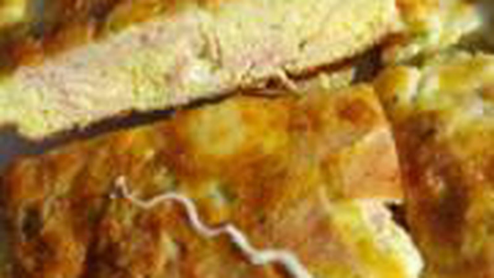 Frittata italienne