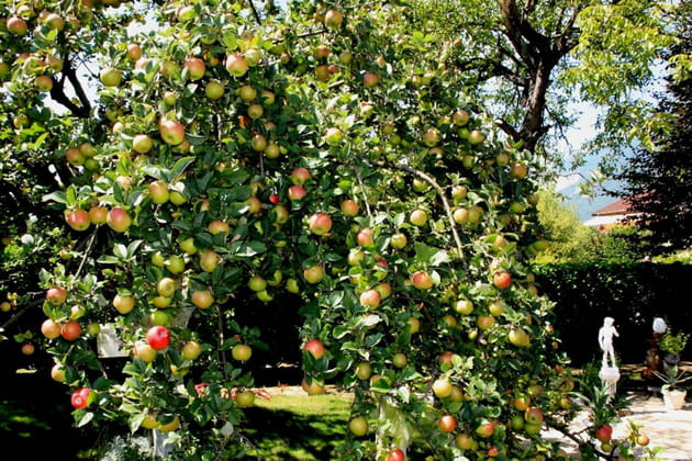 Le jardin aux 130 variétés