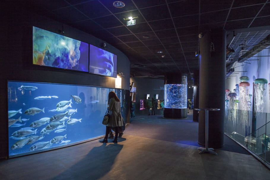 L'expo "One Piece" à l'Aquarium de Paris