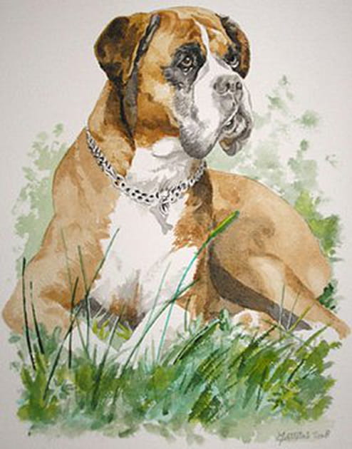 Un boxer très attentif