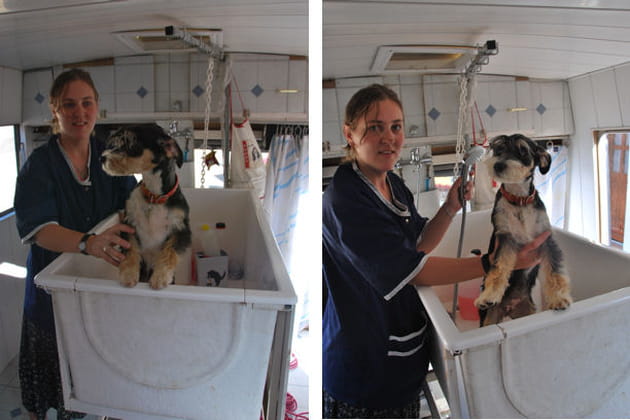 La mise en beaut&eacute; des chiens