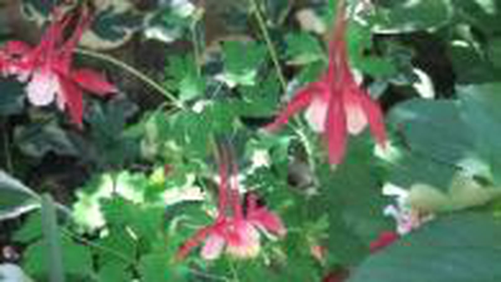 Ancolies