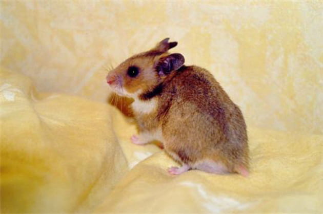 Un hamster en pleine s&eacute;ance photo