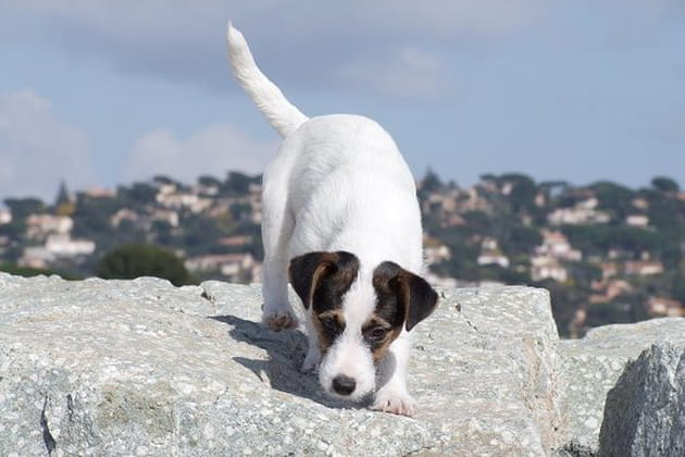 Les deux facettes de Dexter