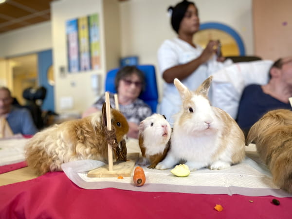 Animal mediation Charpennes Hospital