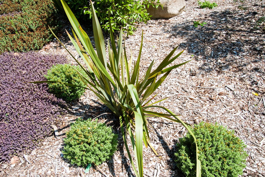 Phormium