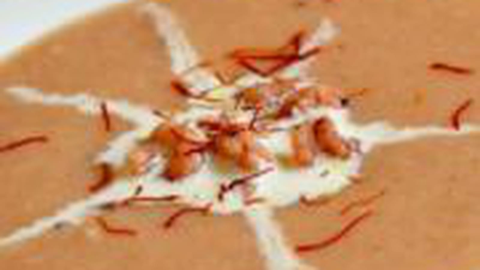 Velouté de crevettes grises curry et safran