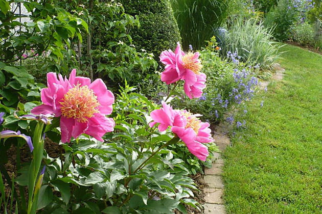 La simplicité de la pivoine