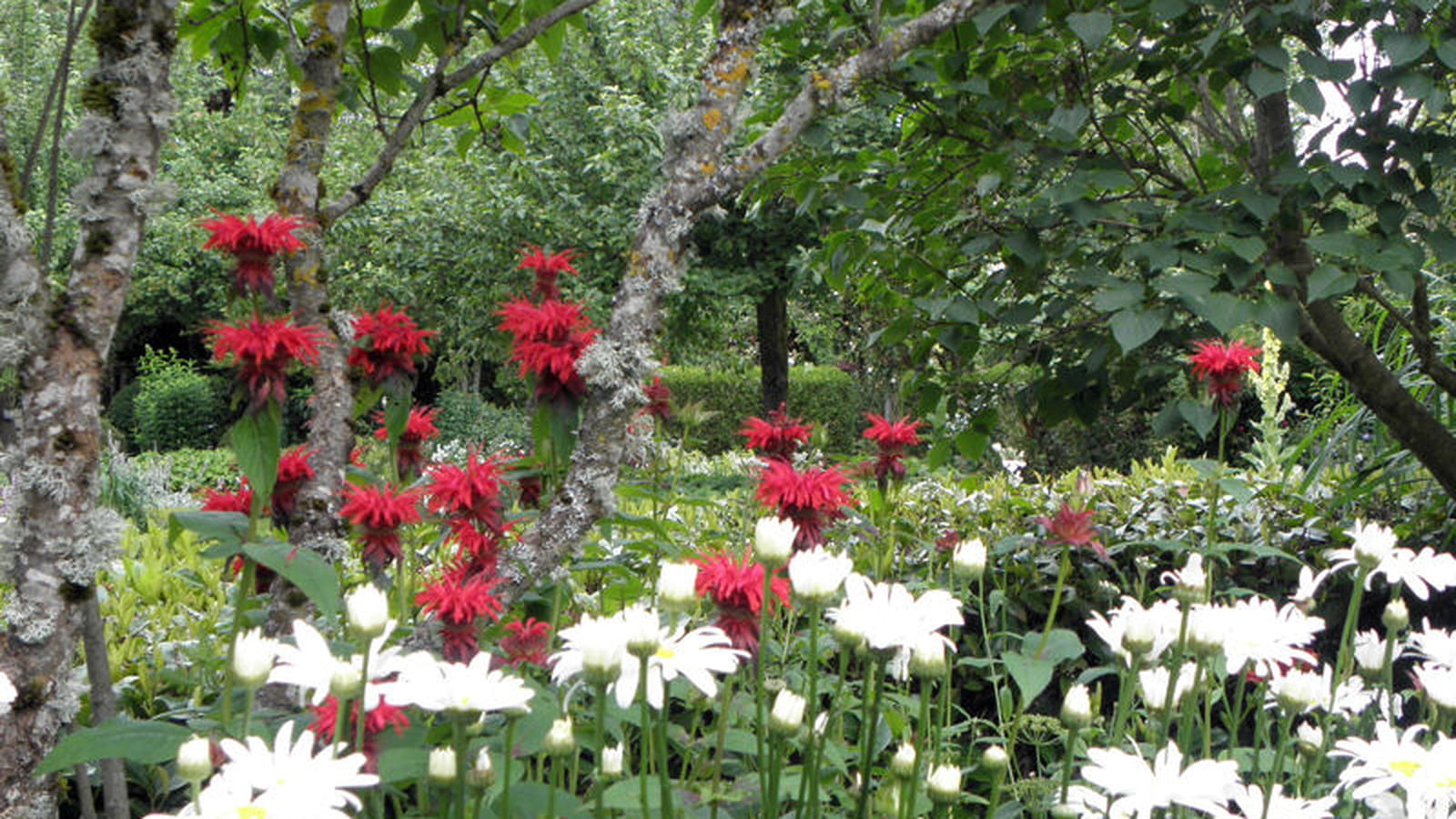 Monardes et marguerites