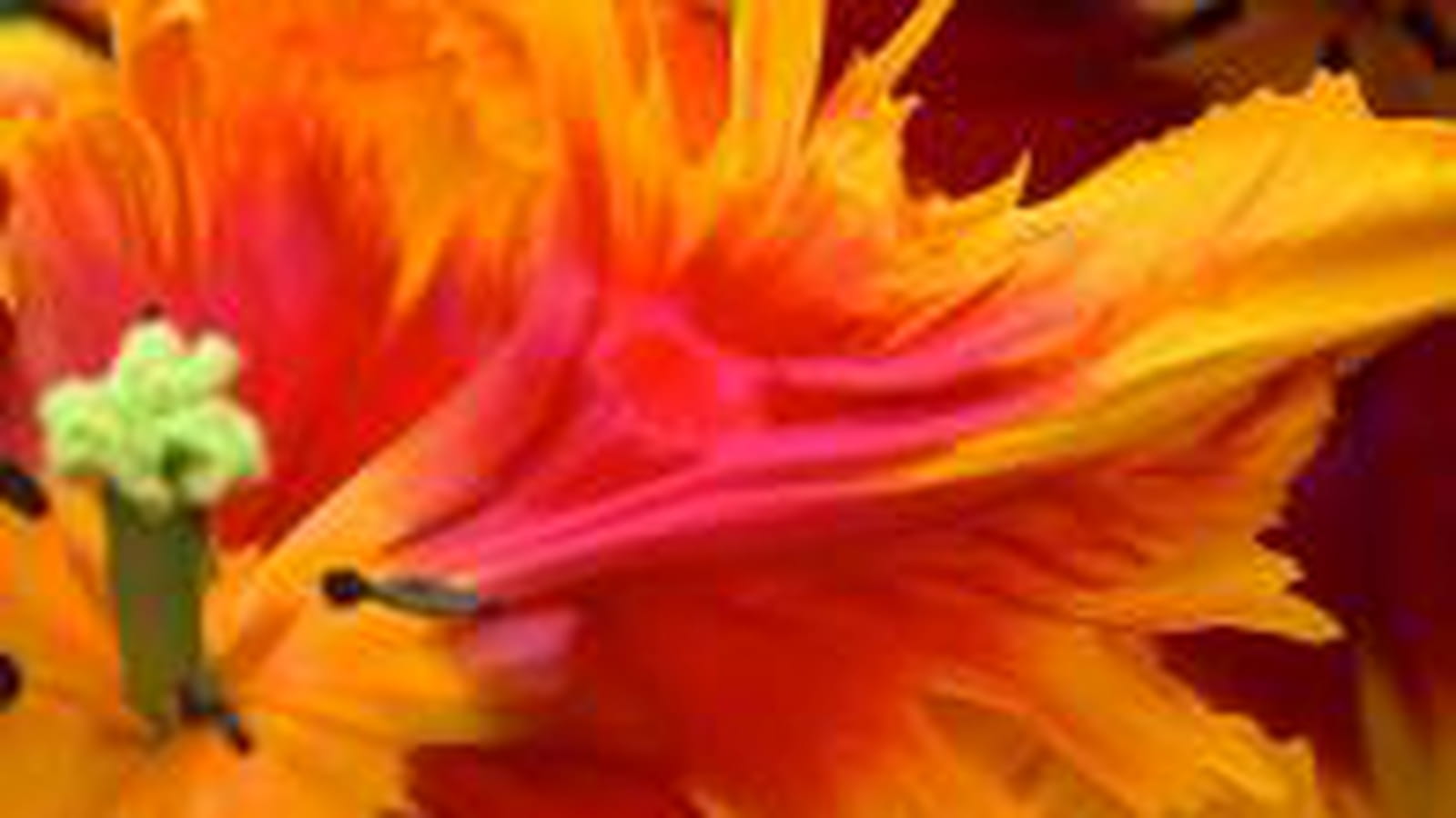 Tulipe Bright Parrot