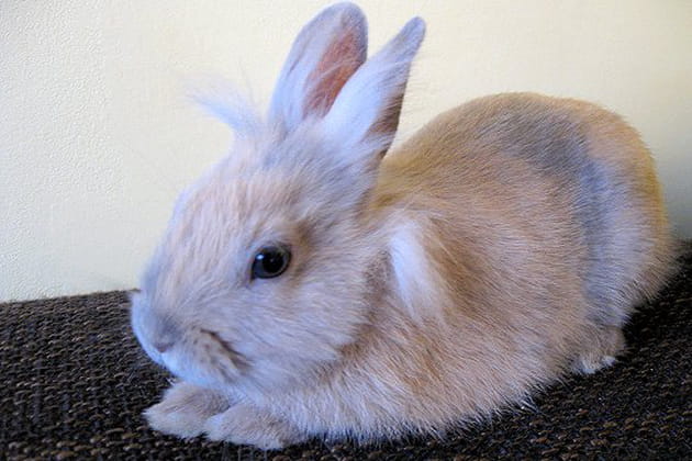 Son endroit préféré : le dossier du canapé