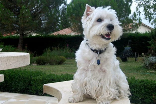 Cidjie, la pot-de-colle