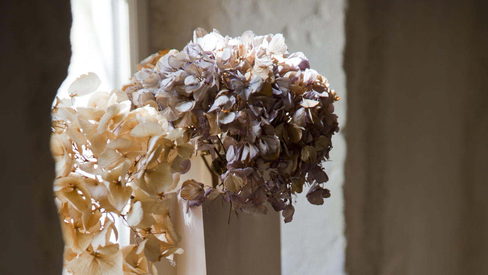 Hortensia séché