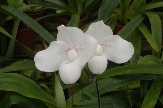 Paphiopedilum Monique 'La Tuilerie'