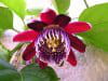 passiflores