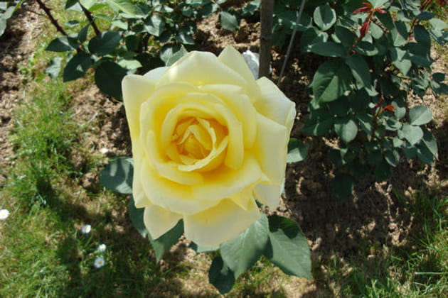 Au parfum de citronnelle