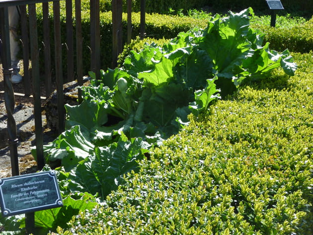Des plantes potagères