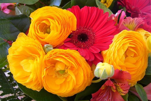 Une explosion de couleurs