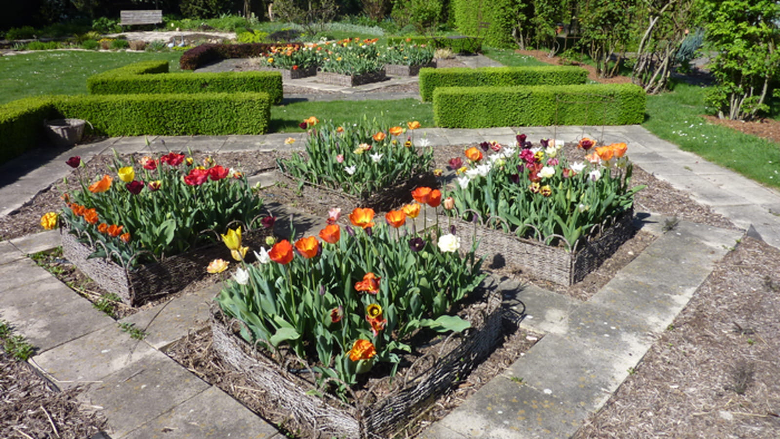 Tulipes