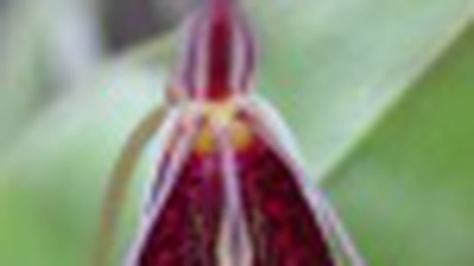 Restrepia et Coelogyne Burfordiense