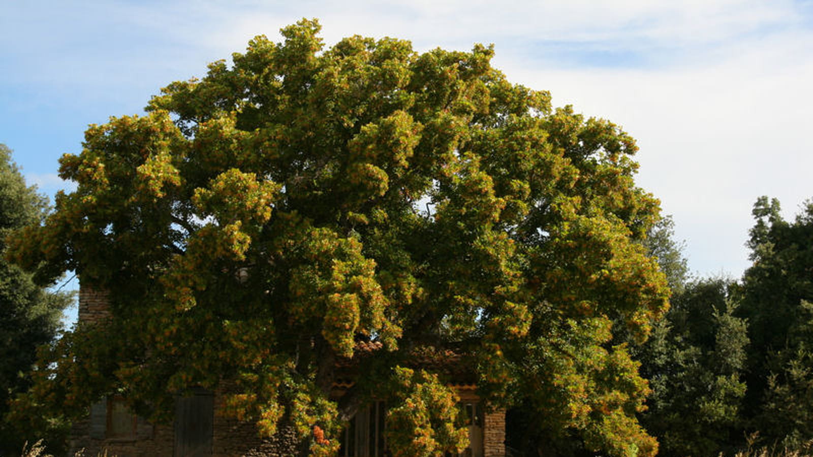Cabanon dans le Luberon