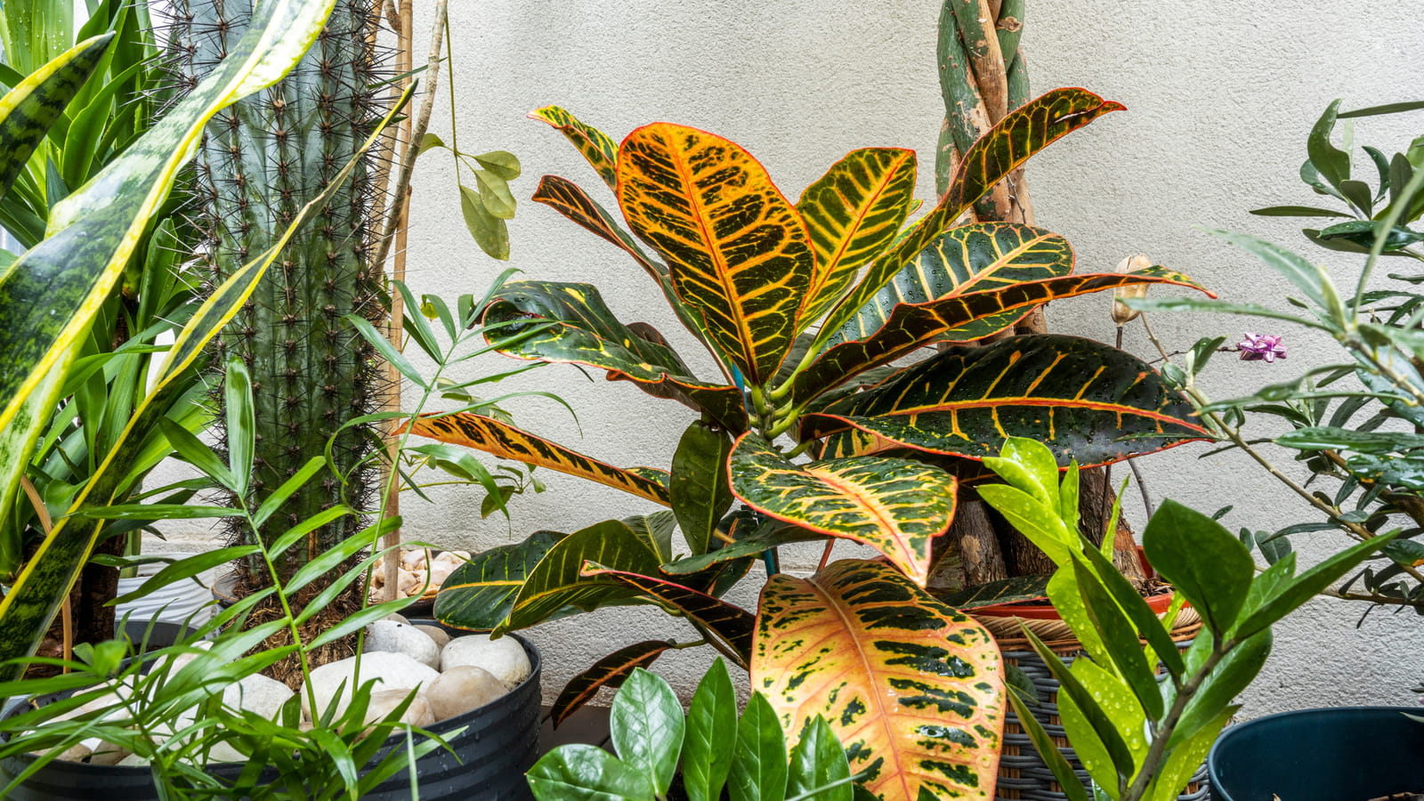 Plantes d'intérieurs originales