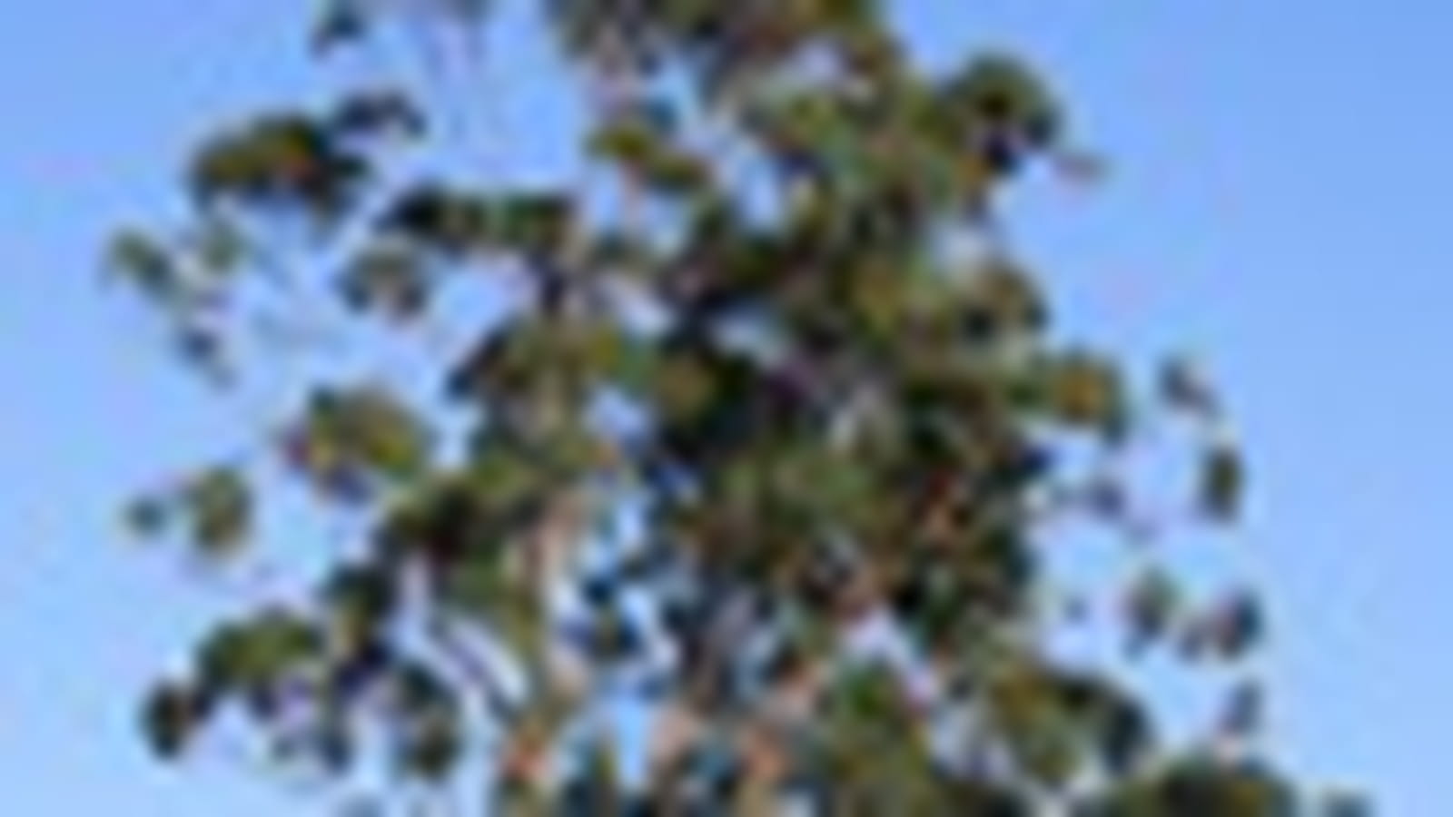 Eucalyptus