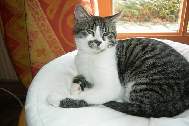 Le doux rythme des ronronnements